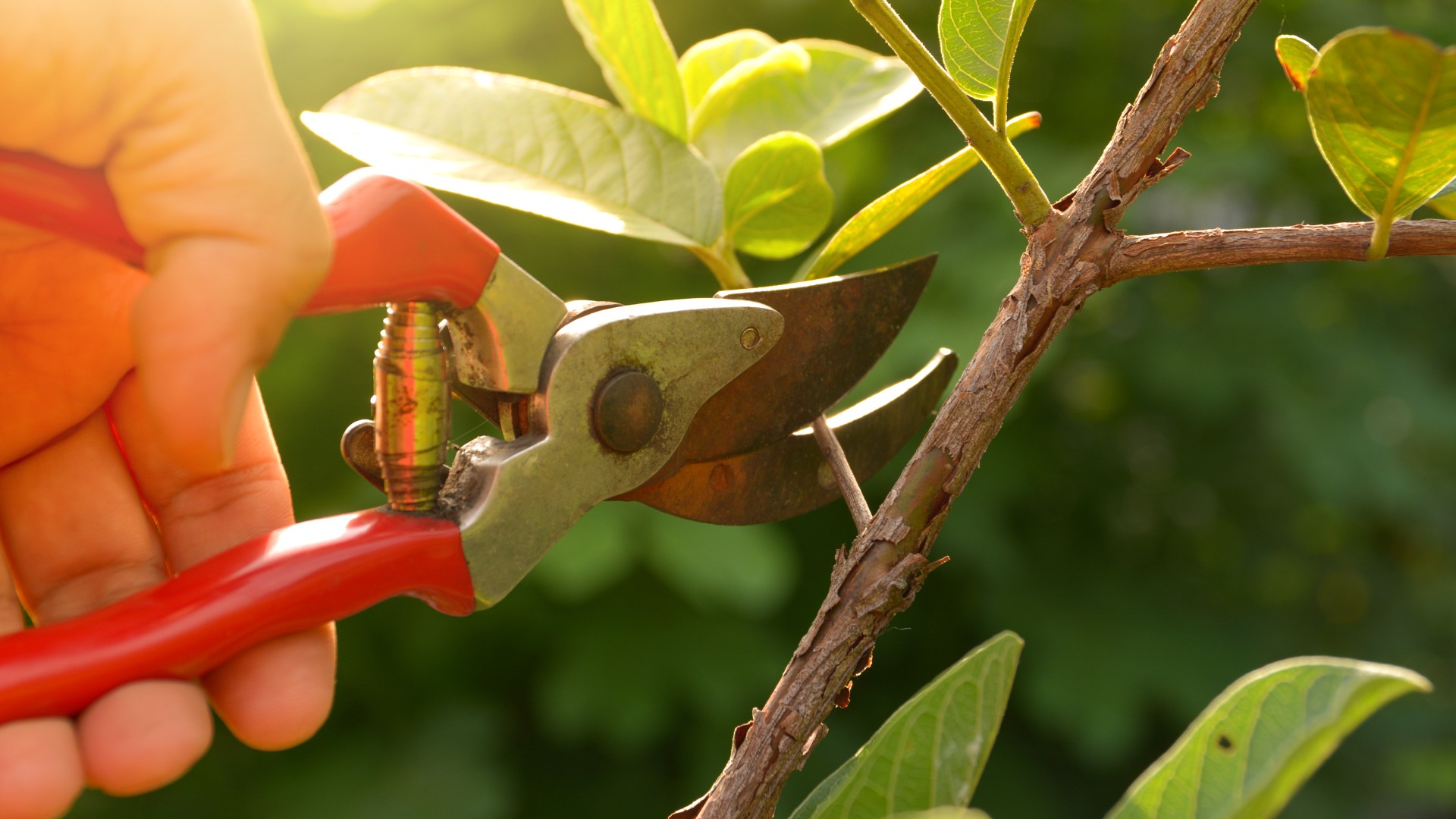 Tree Health 101: Trimming vs Pruning