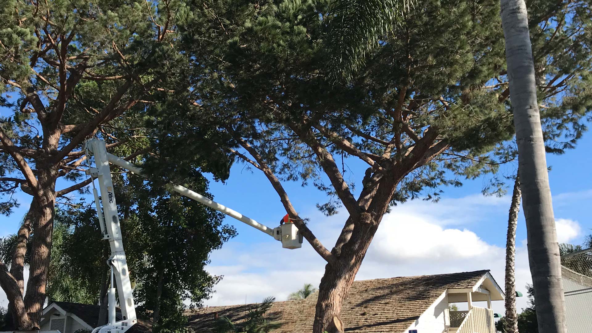 Tree branches laying on the ground during a tree trimming service.