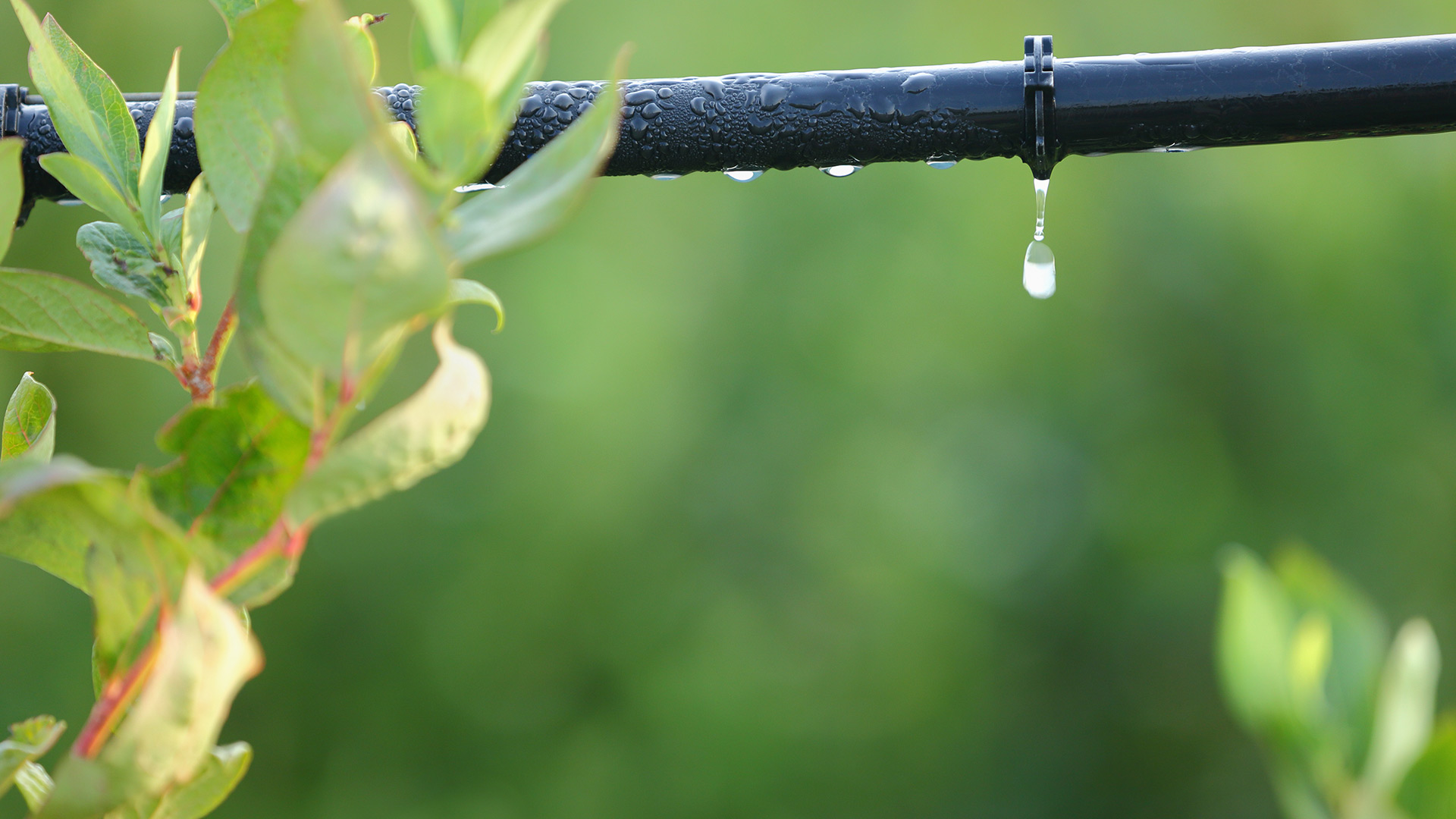 Is a Drip Irrigation System Worth it? YES!