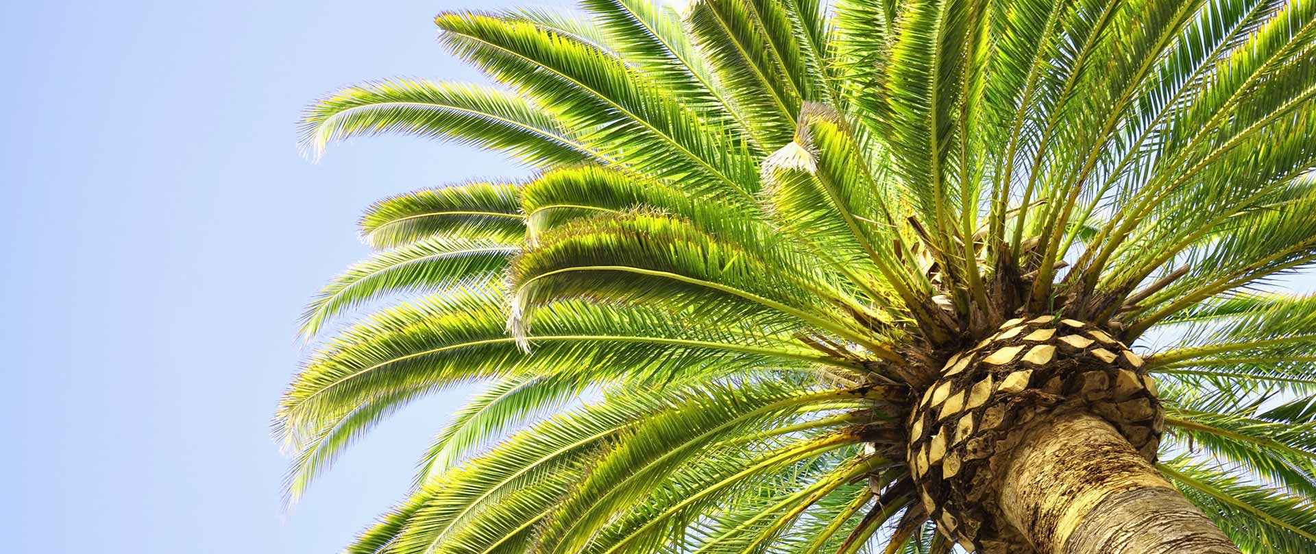 4 Common Palm Trees in San Diego, CA Landscapes