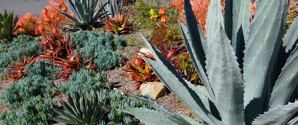 4 Trends in California Landscaping For 2021