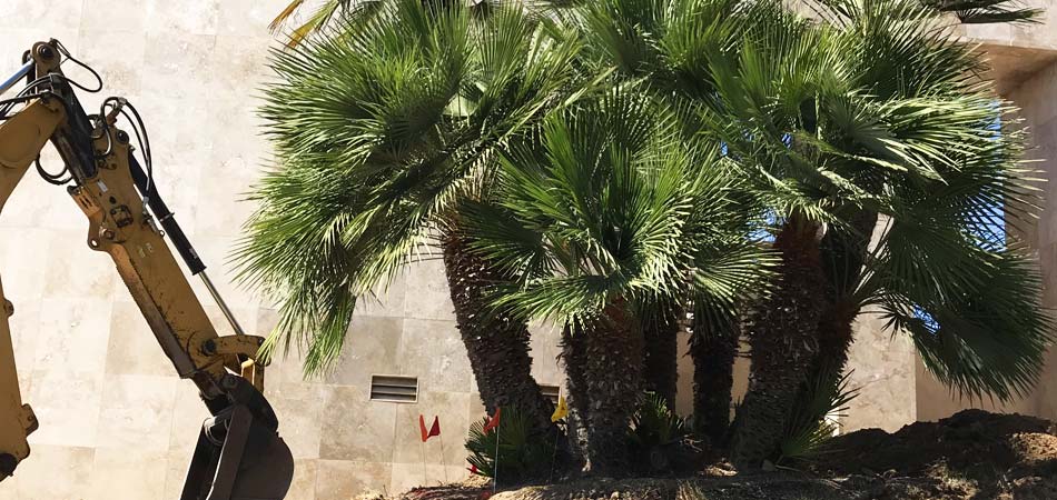 Our certified arborists providing tree health services for some palms in Rancho Santa Fe, CA.