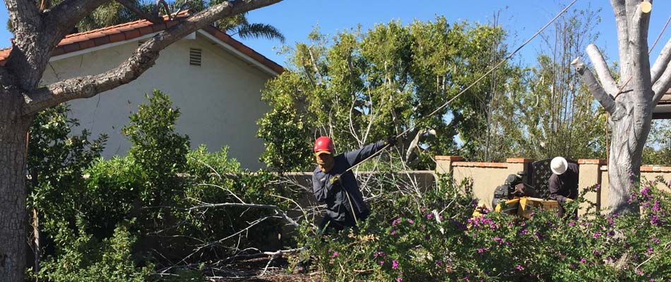 Our certified arborists removing a tree for a home in Carlsbad, CA.
