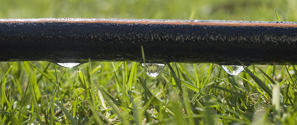 A drip irrigation system watering a lawn in Encinitas, CA.