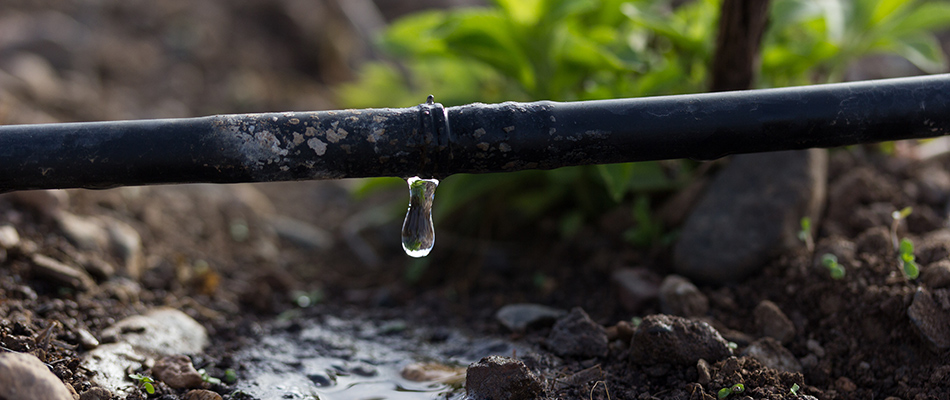 Drip irrigation system watering loam soil in Del Mar, CA.