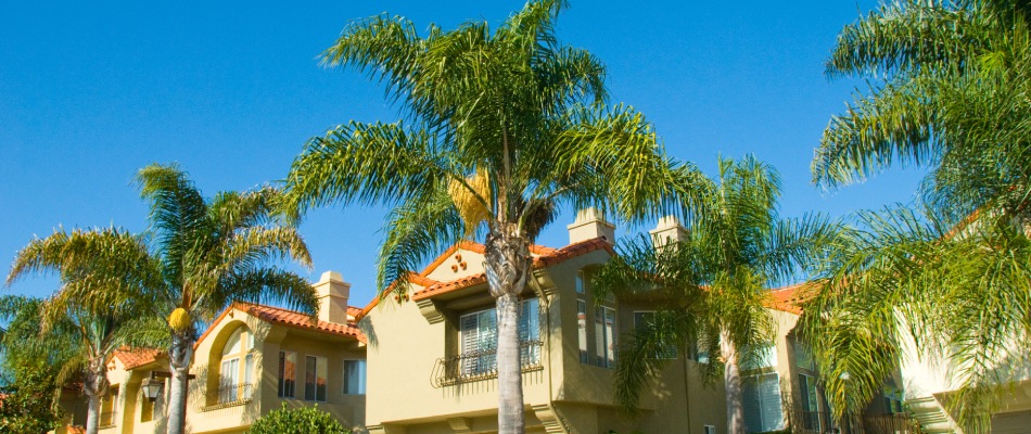 Queen palms added to landscaping for home in Solana Beach, CA.