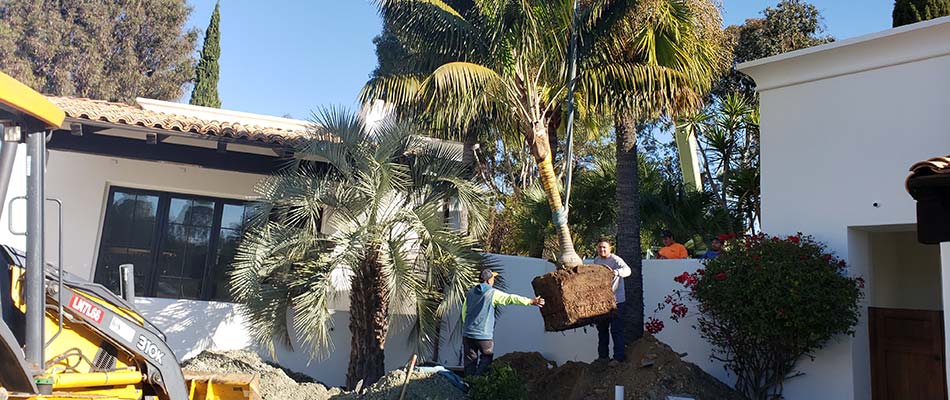 New landscape trees being installed in Encinitas, CA.