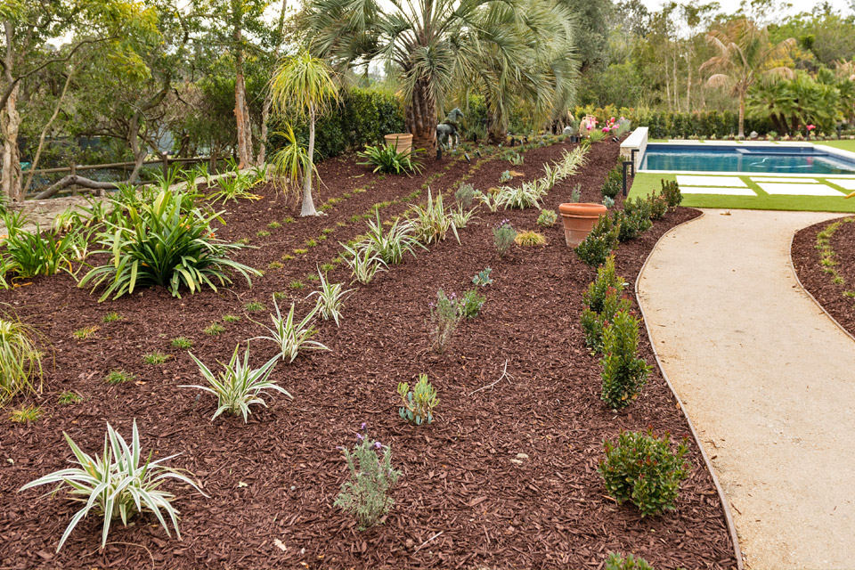 Landscape plantings in a bed renovation in Rancho Santa Fe, CA.