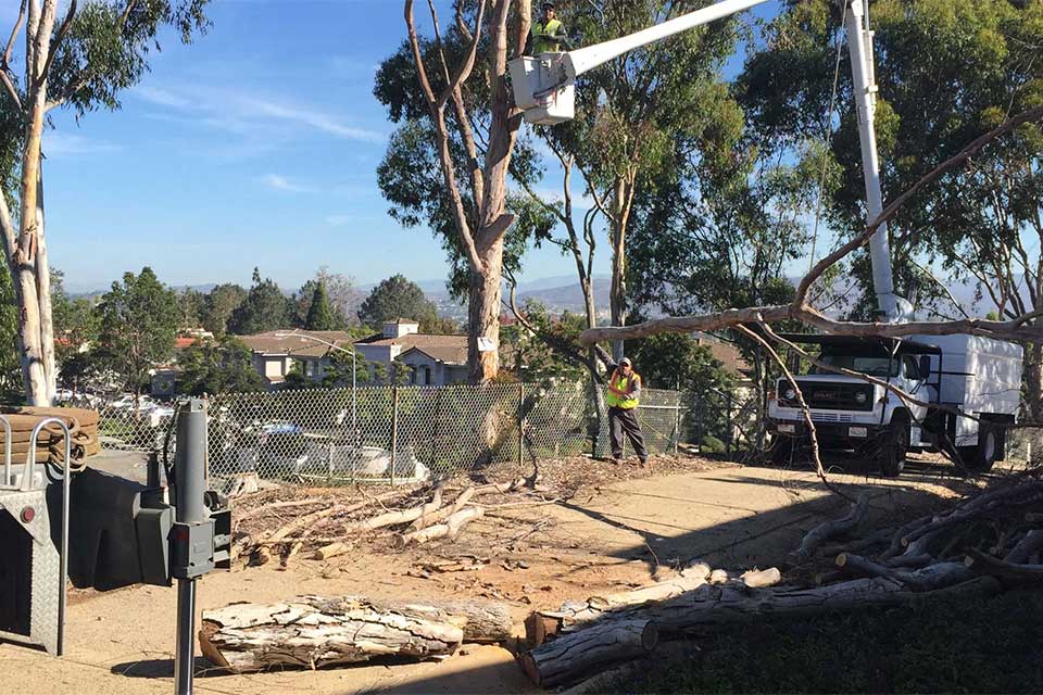 Large tree at a residential property in Rancho Santa Fe, CA we were contracted to remove.