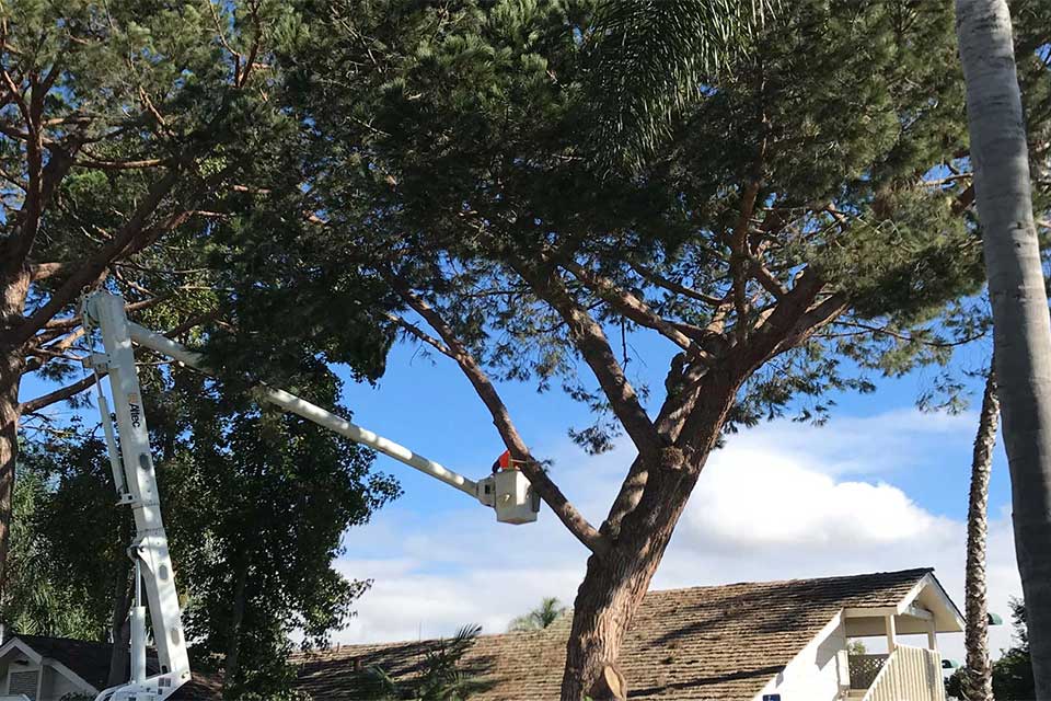 Very large tree with our employee in our boom truck trimming the top of the tree in Encinitas, CA.
