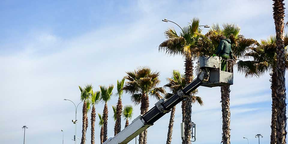 Palm trees being trimmed in Rancho Santa Fe, CA.