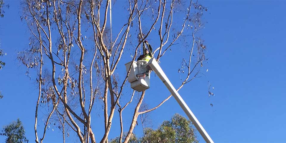 Tall trees being trimmed in Rancho Santa Fe, CA.