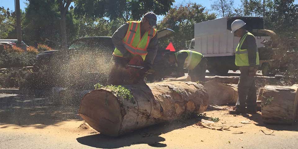 A tree being divided and removed from Rancho Santa Fe, CA.